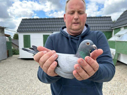 National winner Bourges III Young birds Stephen Reynaerts (Velm)